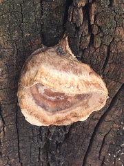 Phellinus alni