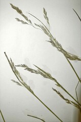 Graphephorum melicoides