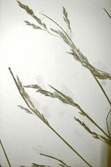 Graphephorum melicoides