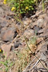 Allium pictistamineum