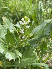 Caulanthus lasiophyllus