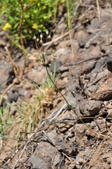 Allium pictistamineum