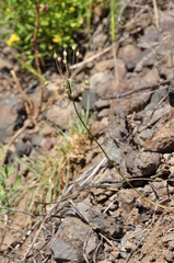 Allium pictistamineum