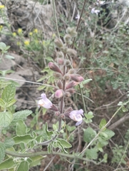 Salvia fruticosa
