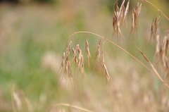 Bromus tectorum
