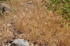 Bromus tectorum