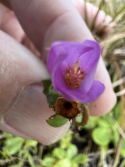 Rhexia nuttallii