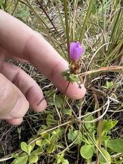 Rhexia nuttallii