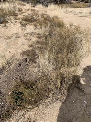 Ephedra cutleri