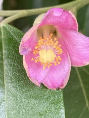 Lagunaria