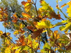 Quercus estremadurensis