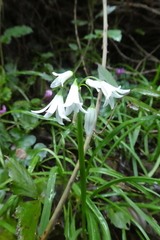 Allium triquetrum