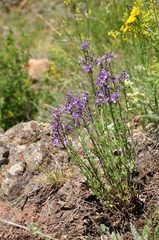 Teucrium orientale