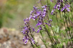 Teucrium orientale