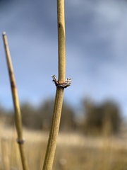 Ephedra cutleri