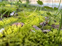 Aulacomnium androgynum