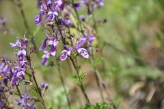 Teucrium orientale