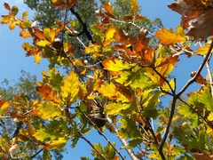 Quercus estremadurensis