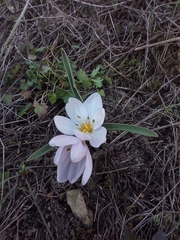 Colchicum triphyllum