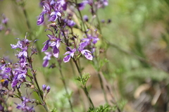 Teucrium orientale