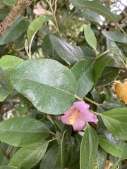 Lagunaria