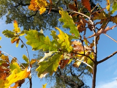 Quercus estremadurensis