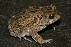 Sclerophrys pusilla