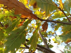 Quercus estremadurensis