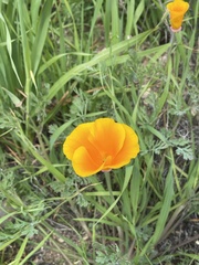 Eschscholzia californica