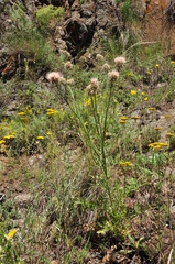 Centaurea carduiformis
