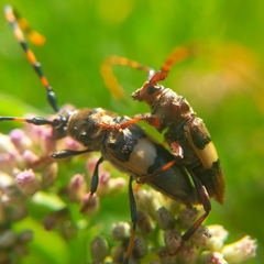 Andrachydes transandinus