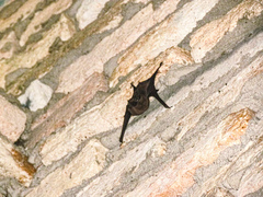 Peropteryx macrotis