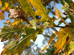 Quercus estremadurensis