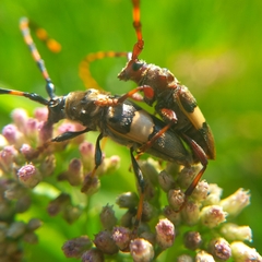 Andrachydes transandinus