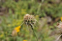Centaurea carduiformis