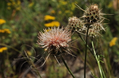 Centaurea carduiformis
