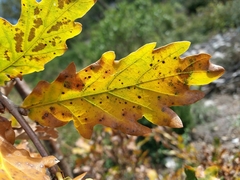 Quercus estremadurensis
