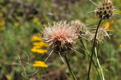 Centaurea carduiformis