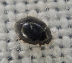 Stethorus pusillus