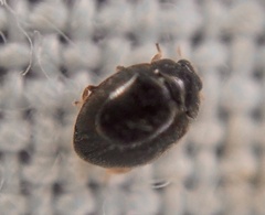 Stethorus pusillus