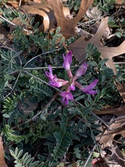 Astragalus crassicarpus