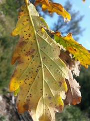 Quercus estremadurensis