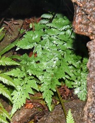 Asplenium adiantum-nigrum