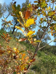 Quercus estremadurensis