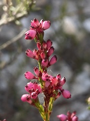 Erica rhopalantha