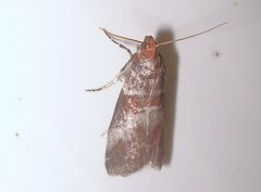 Acrobasis advenella