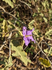 Solanum houstonii