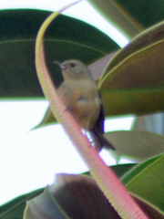 Diglossa baritula