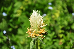 Trifolium trichocephalum