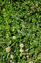 Trifolium trichocephalum